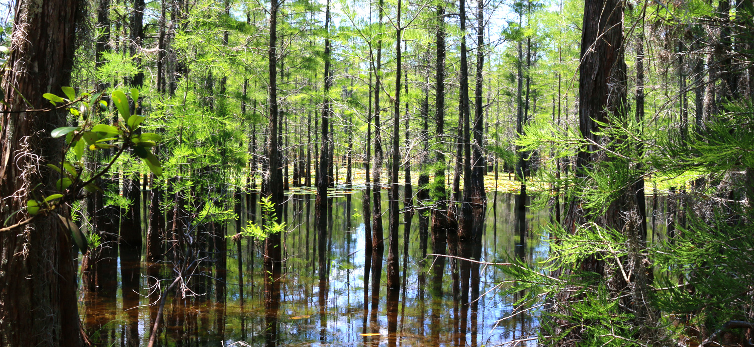 Healthy wetland
