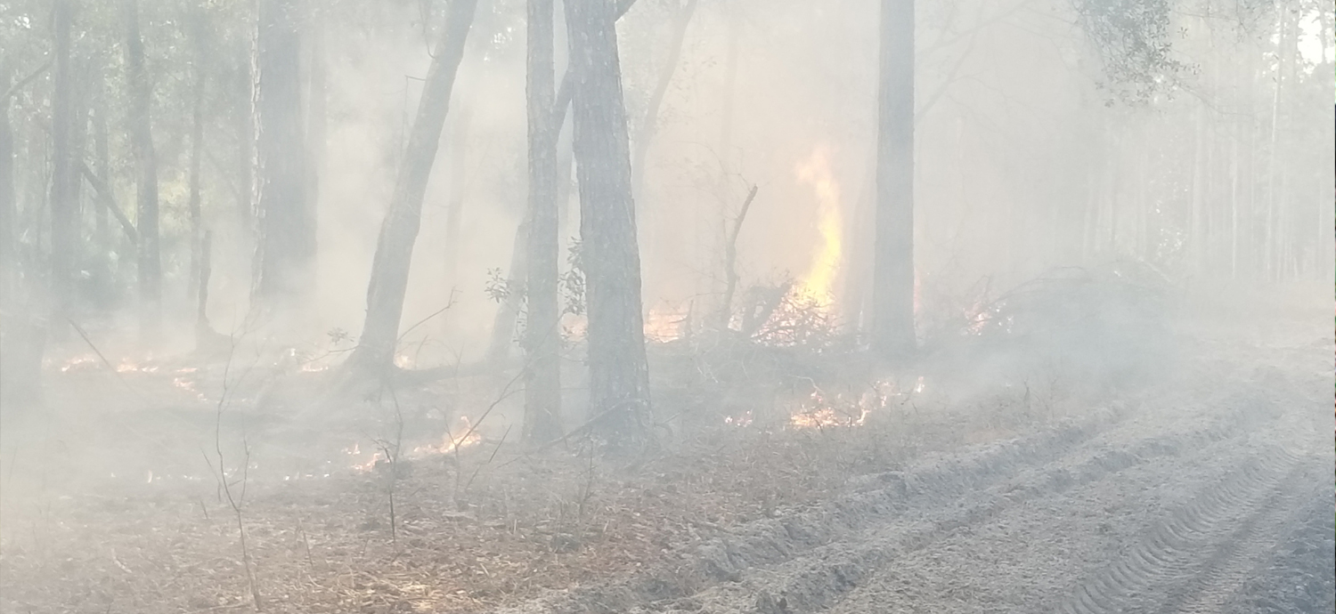 Controlled Burn at Cypress Creek preserve