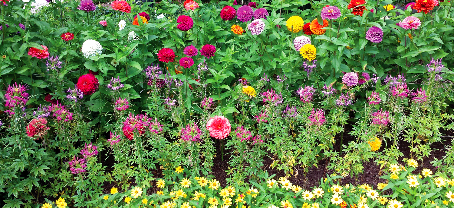 Florida-friendly flowers in landscape