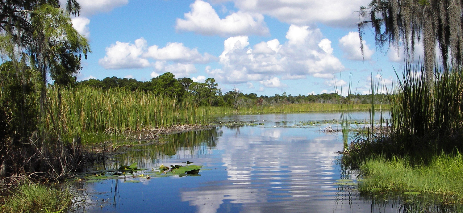 Beautiful recovered wetland