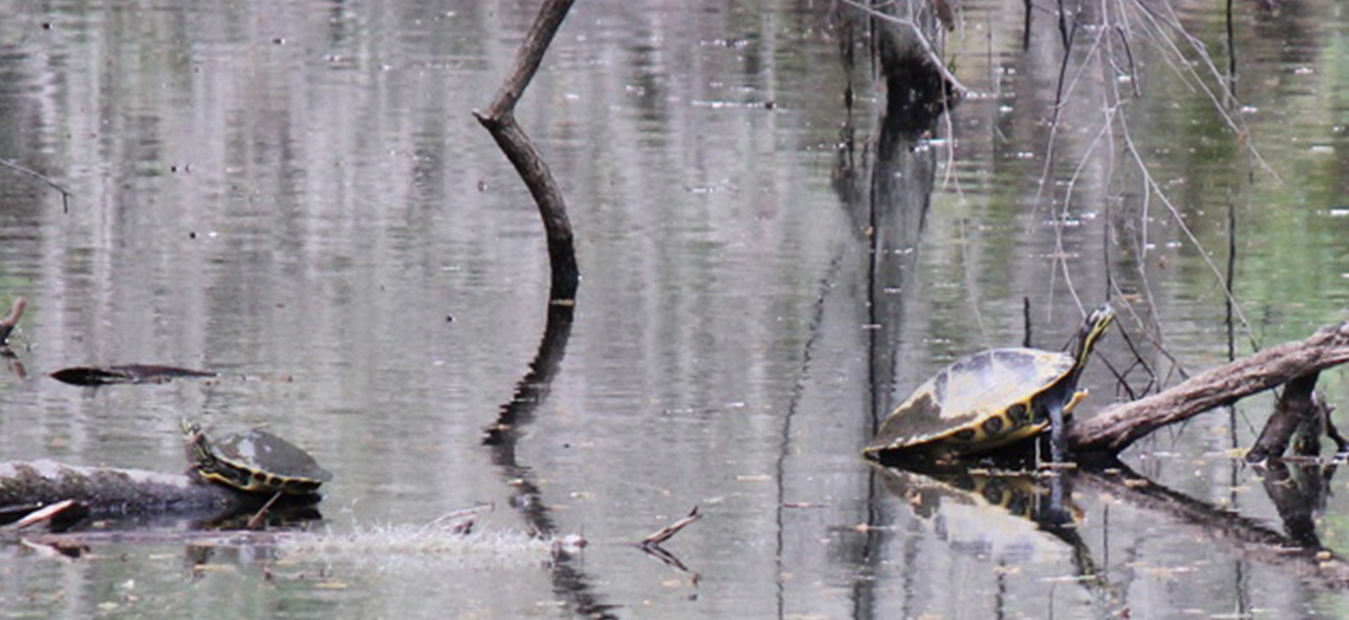 Turtles in wetland