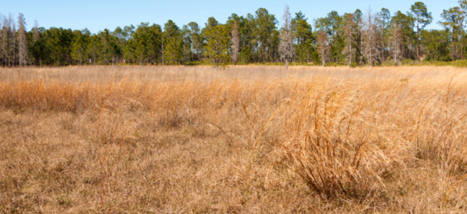Wetland during drought conditions