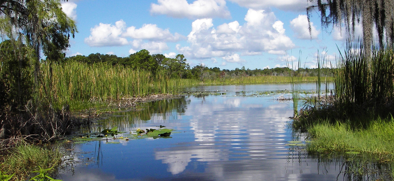 Restored wetland