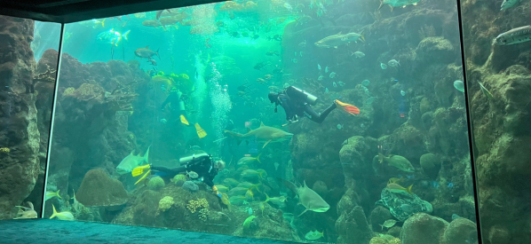 Warren Hogg dives in a fish tank at the Florida Aquarium